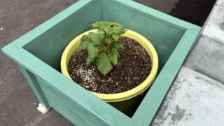 木製プランターの木工DIY3